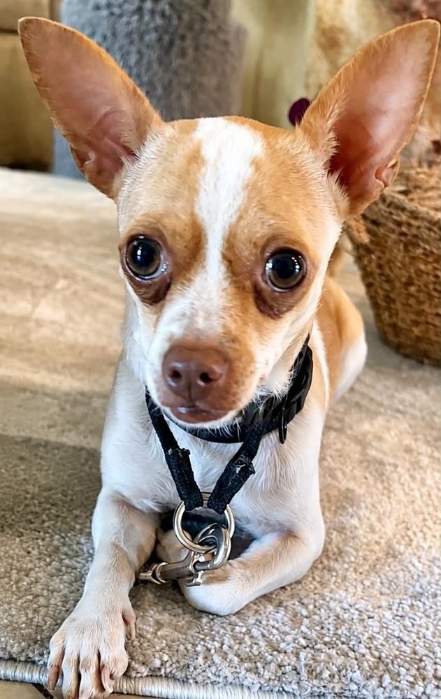 Daisy, a Adoptable mixed breed in Boulder, CO image 2/2