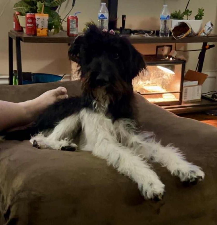 Maggie, a Adoptable mixed breed in Catlettsburg, KY image 3/4