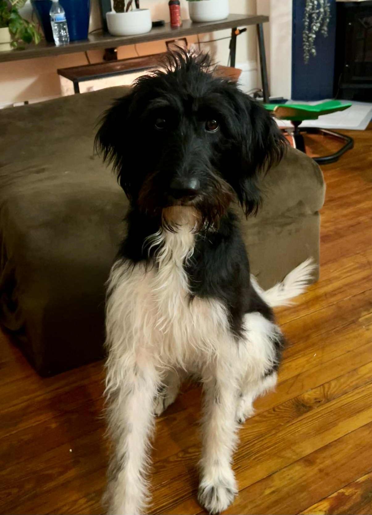 Maggie, a Adoptable mixed breed in Catlettsburg, KY image 4/4