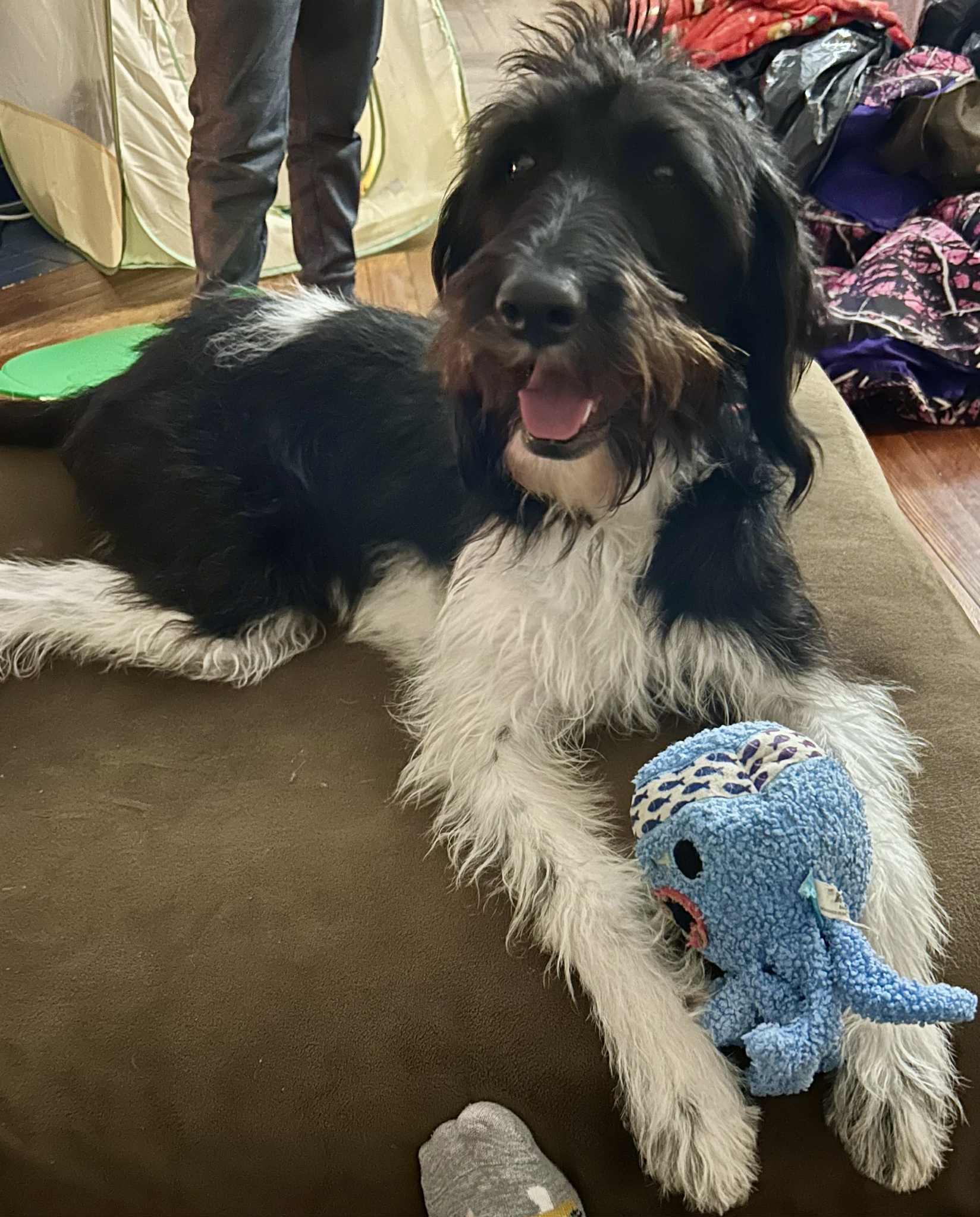 Maggie, Adoptable, Adult Female Border Collie & Standard Poodle.