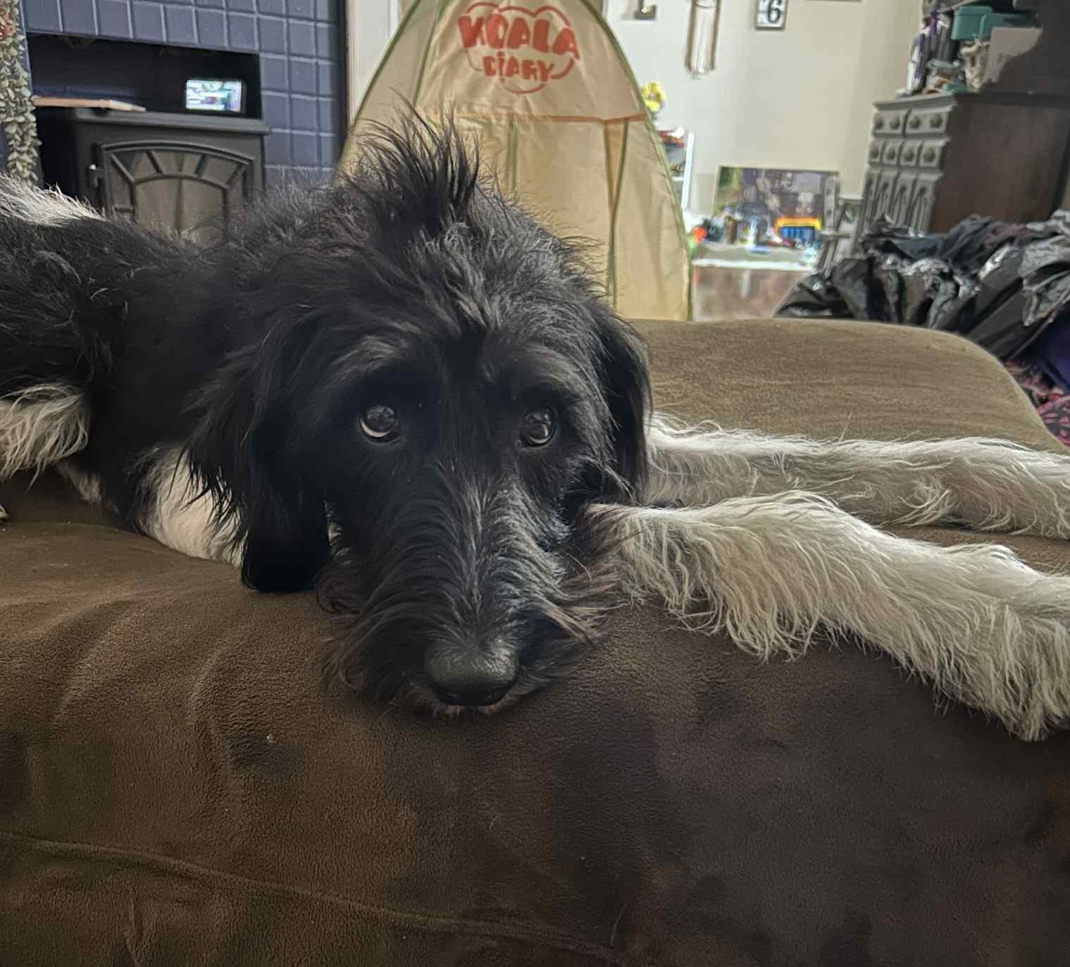 Maggie, a Adoptable mixed breed in Catlettsburg, KY image 2/4