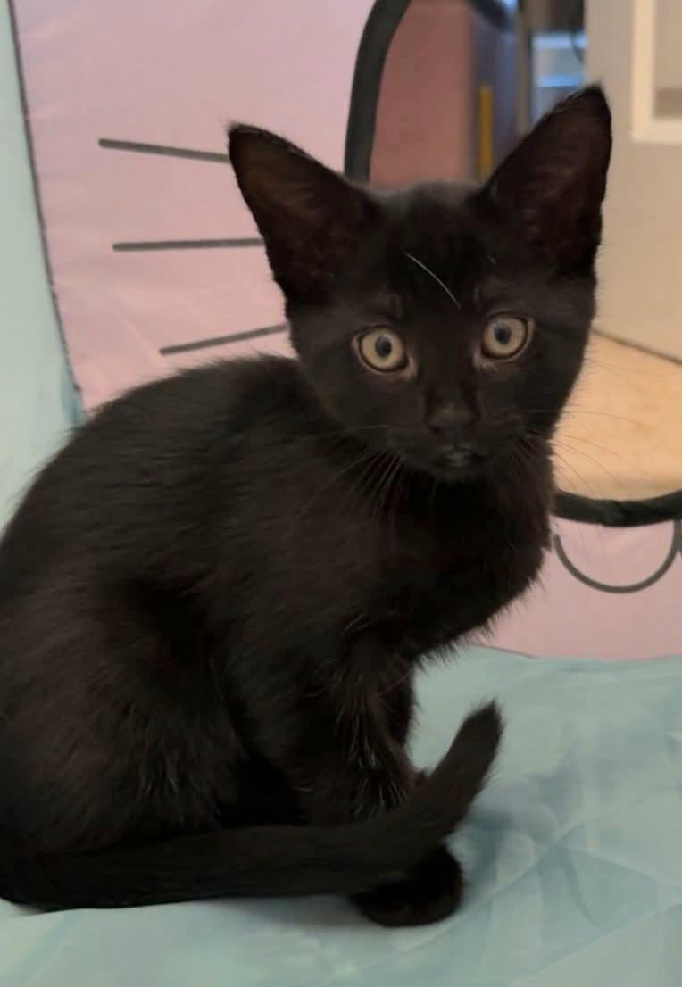 Gloria, adoptable, Kitten Female Domestic Short Hair.