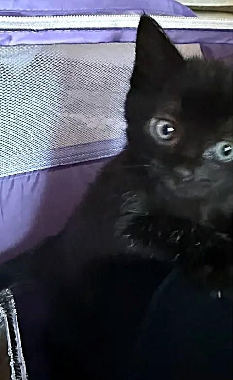 Gloria, an adoptable Domestic Short Hair in Greenville, NC image 2/6