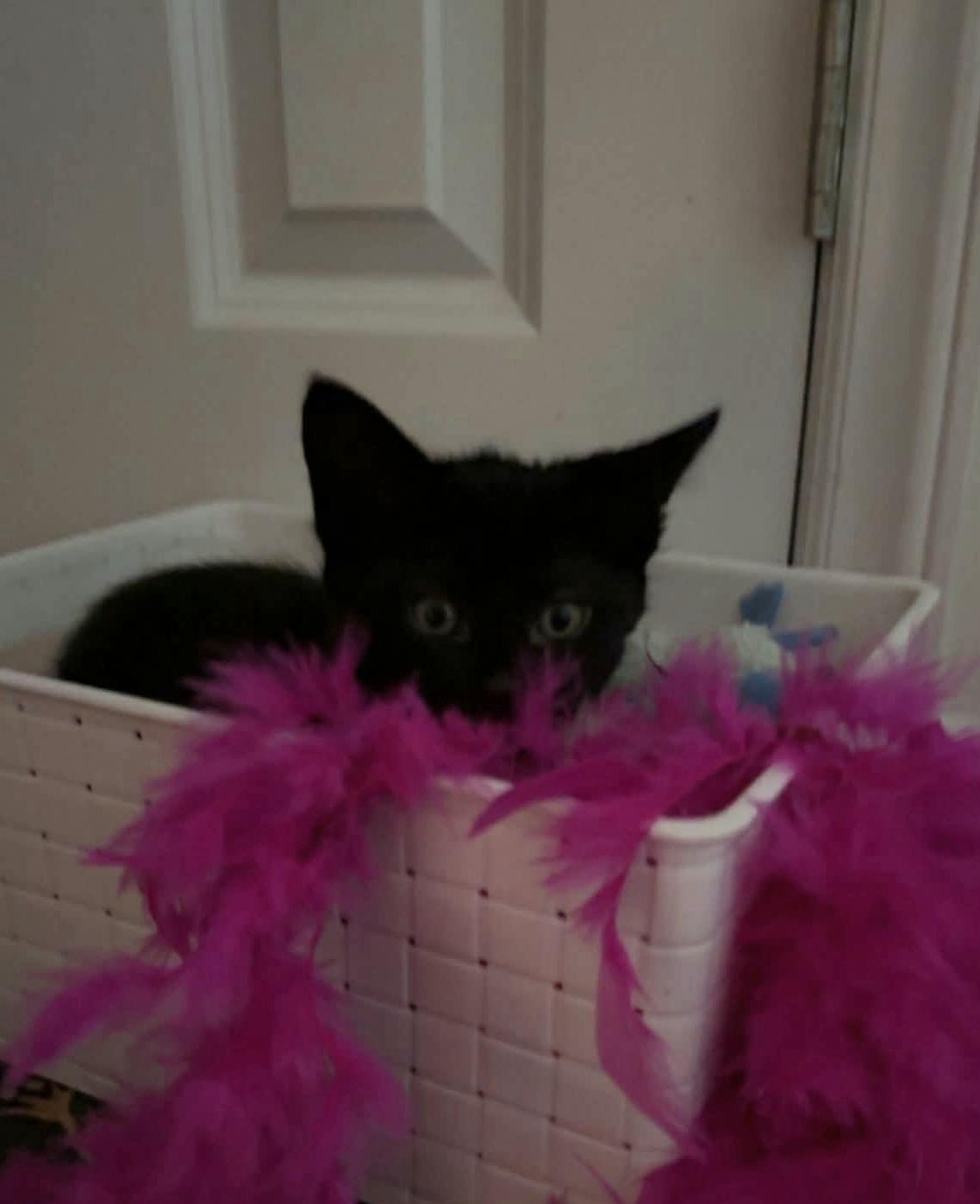 Gloria, an adoptable Domestic Short Hair in Greenville, NC image 5/6