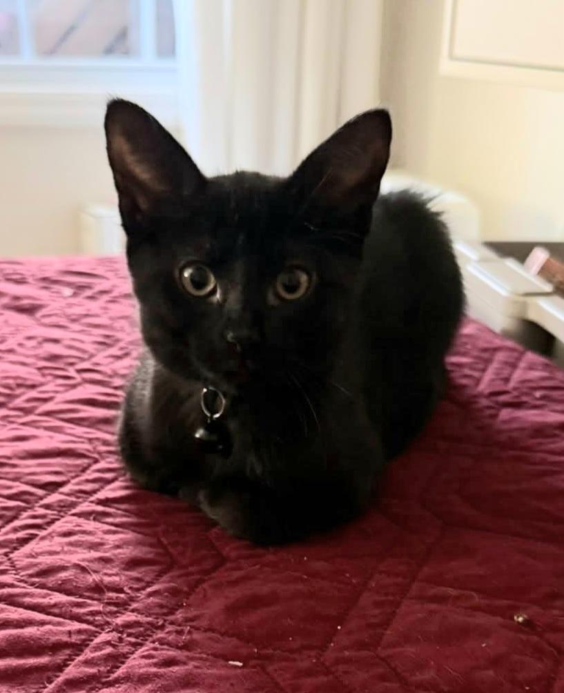 Gloria, an adoptable Domestic Short Hair in Greenville, NC image 4/6