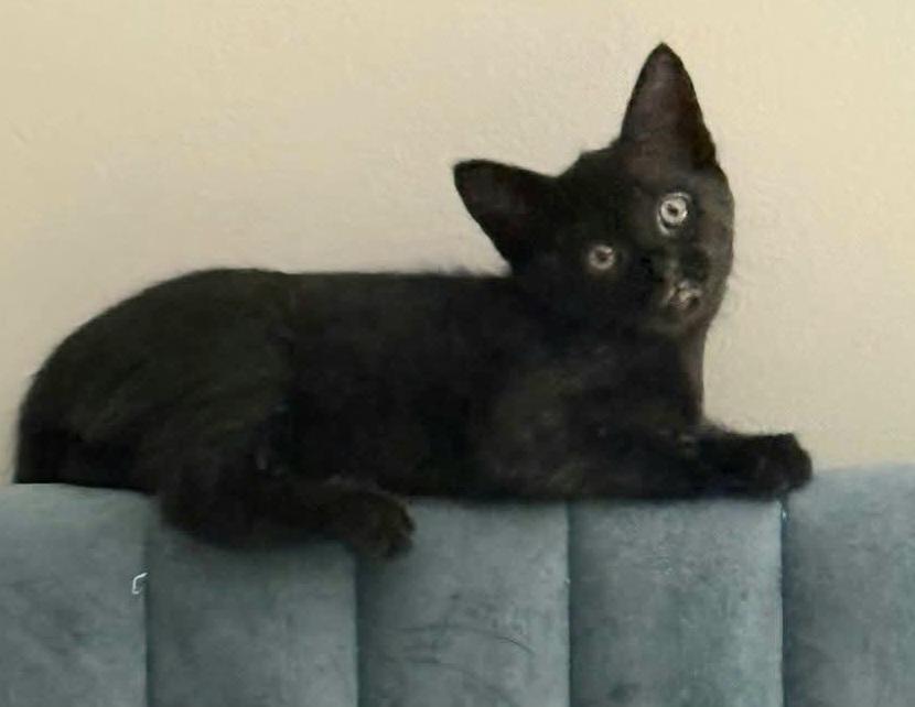 Gloria, an adoptable Domestic Short Hair in Greenville, NC image 3/6