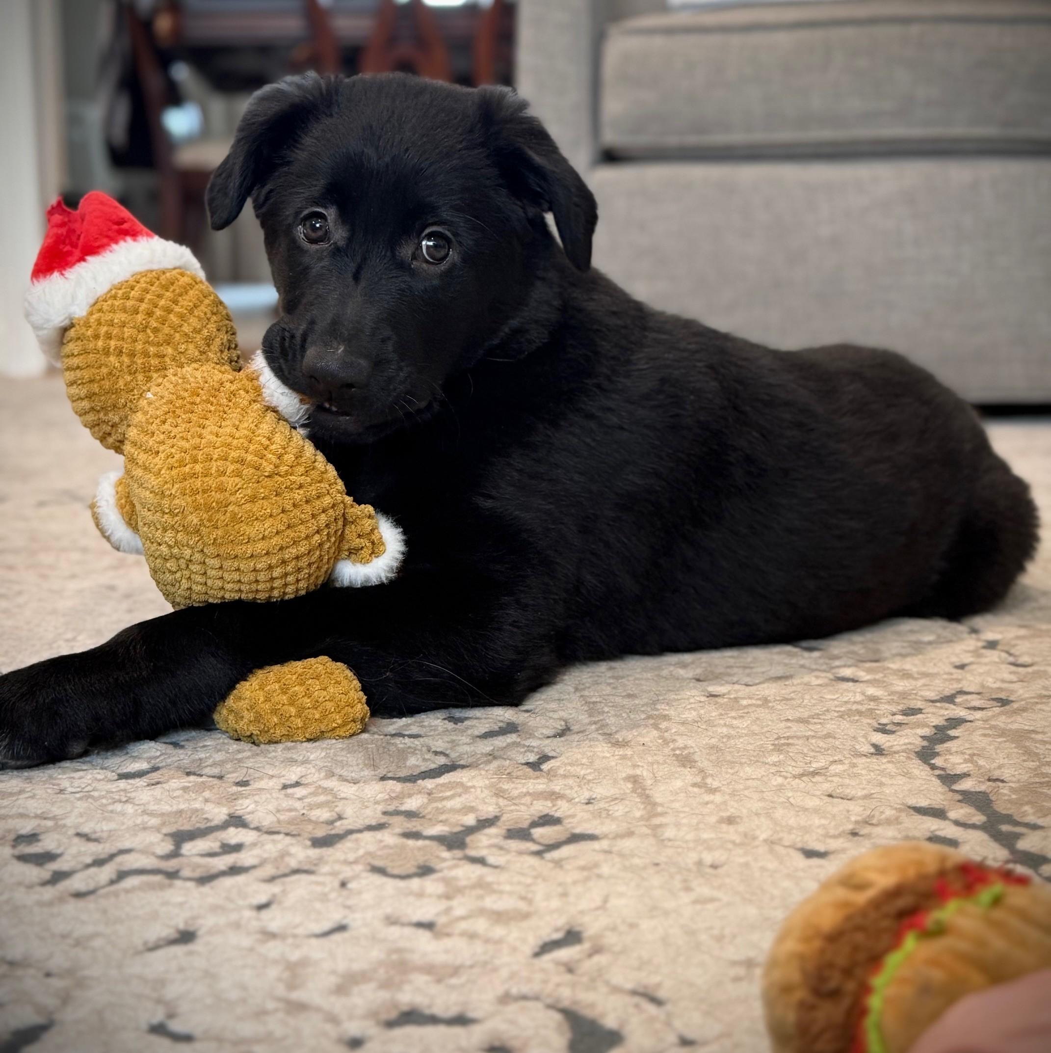 Coben, a Adoptable mixed breed in Albany, NY image 2/6