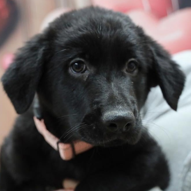 Coben, a Adoptable mixed breed in Albany, NY image 6/6