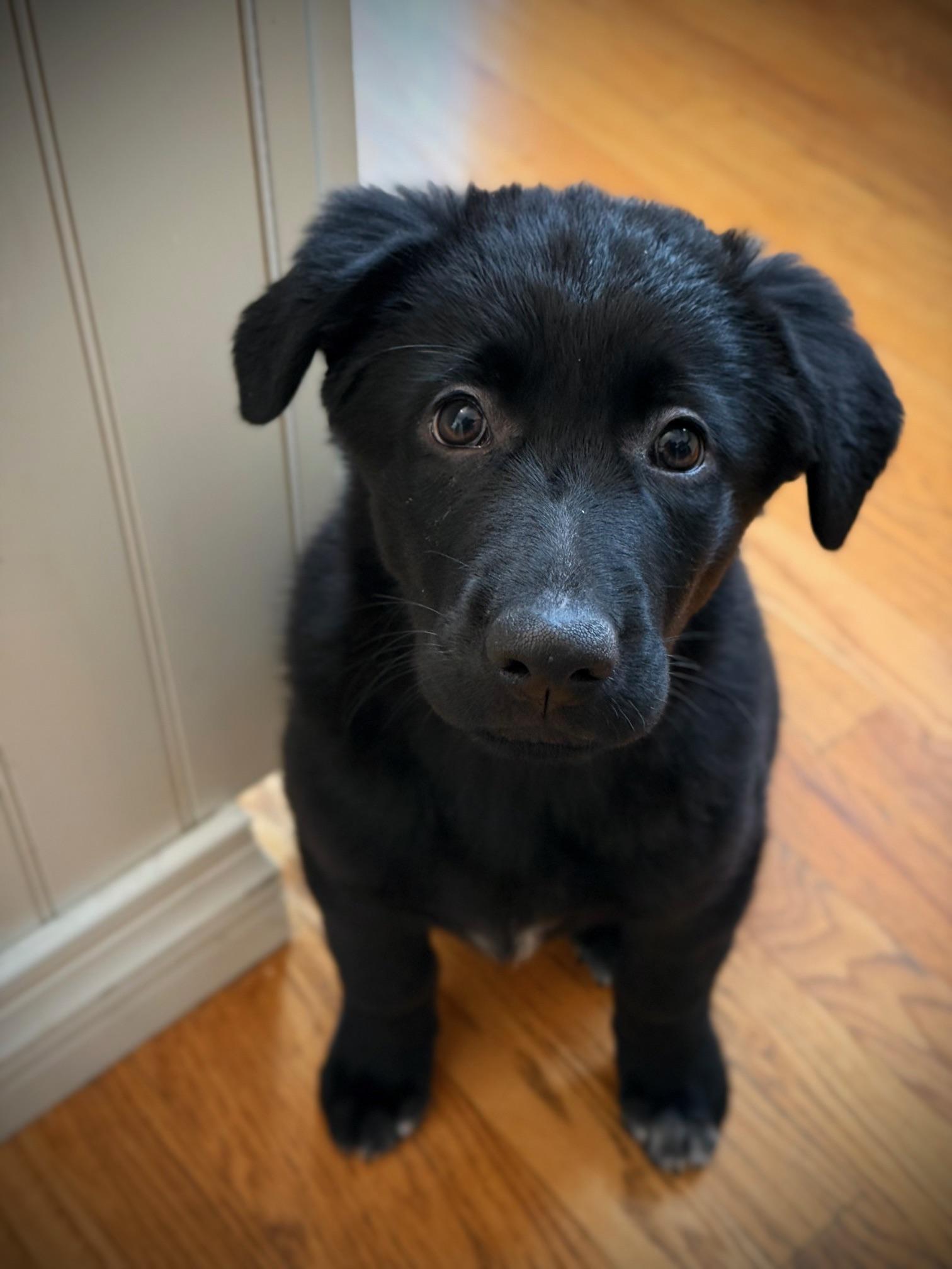 Coben, a Adoptable mixed breed in Albany, NY image 5/6