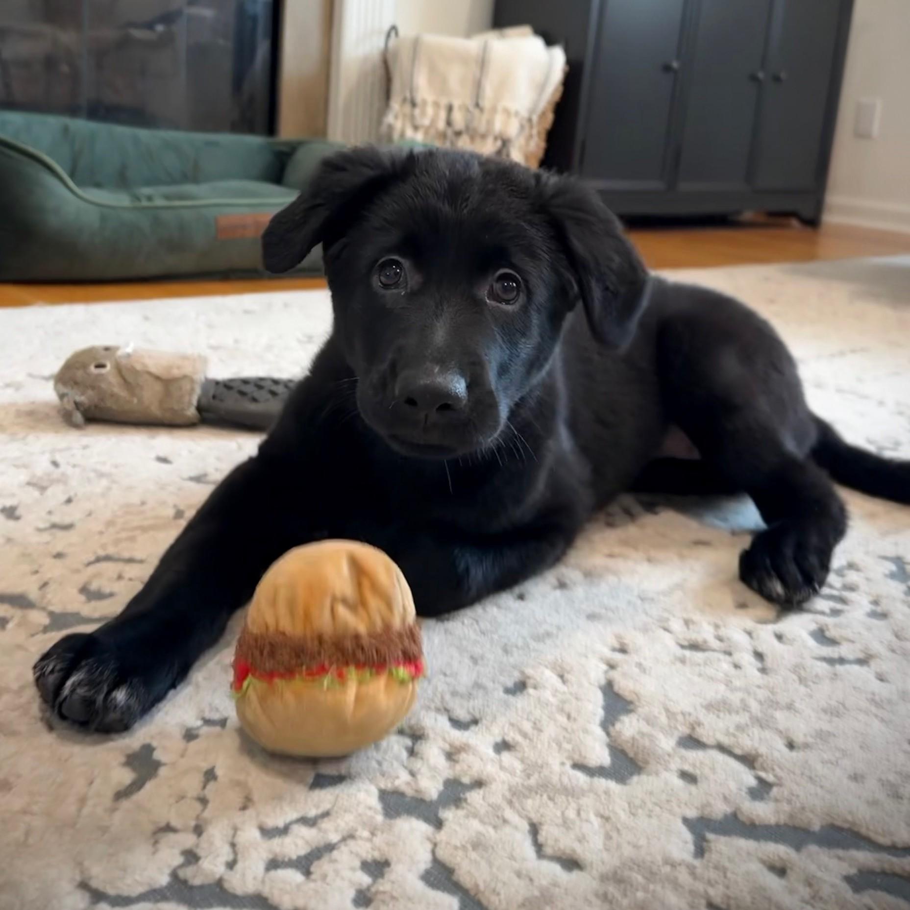 Coben, a Adoptable mixed breed in Albany, NY image 3/6