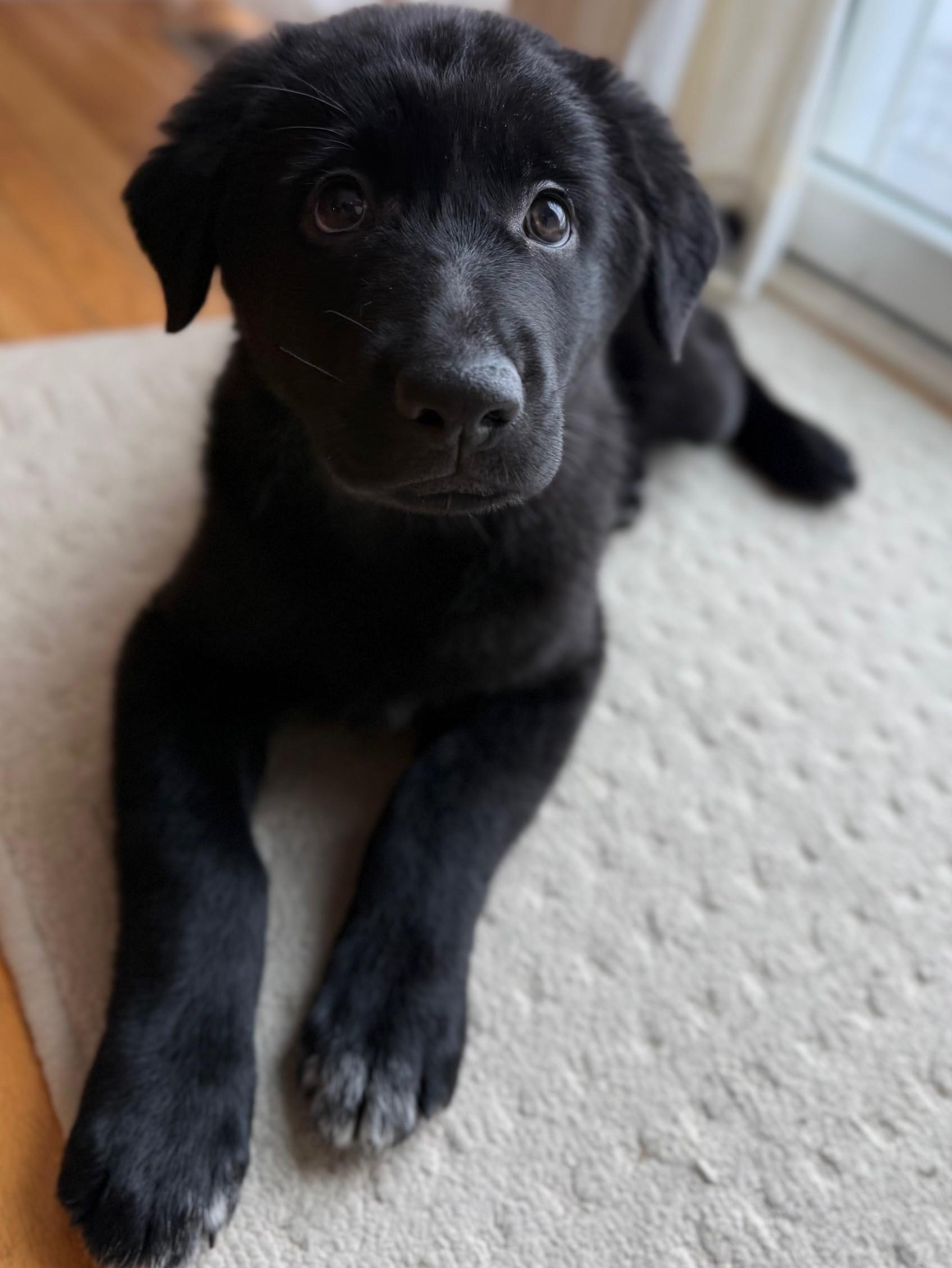 Coben, a Adoptable mixed breed in Albany, NY image 4/6