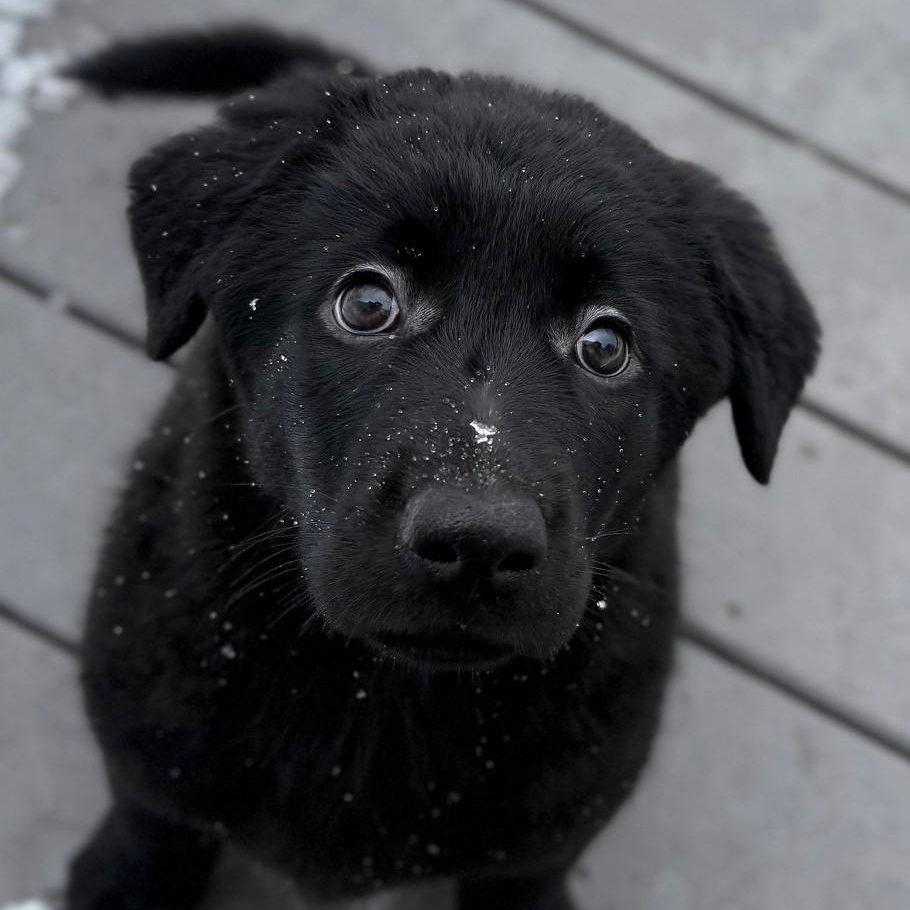Coben, Adoptable, Puppy Female Anatolian Shepherd & Flat-Coated Retriever.