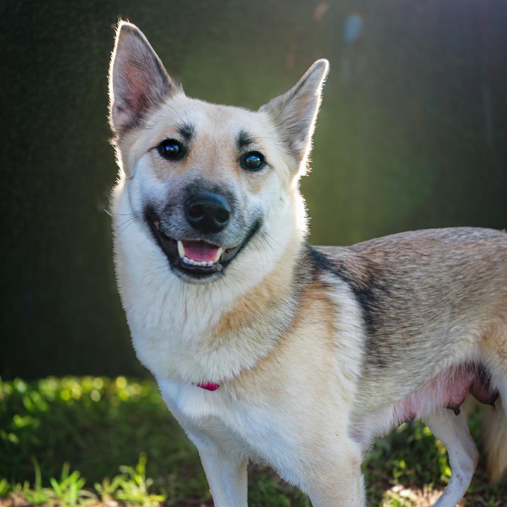 Chips — thumbnail 2