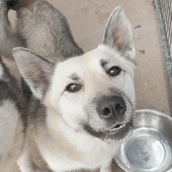 Chips — thumbnail 3