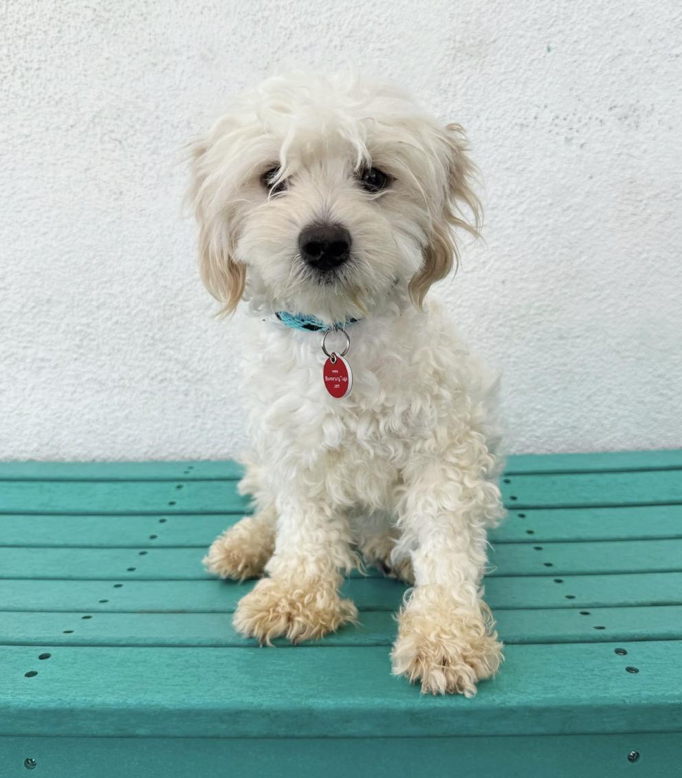 Maltipoo Dogs for Adoption near Me: Find Your Furry Friend