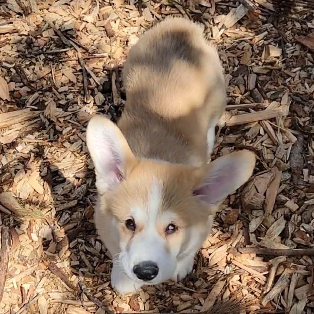Stevie Wonder, an adopted Pembroke Welsh Corgi in High Point, NC image 2/5