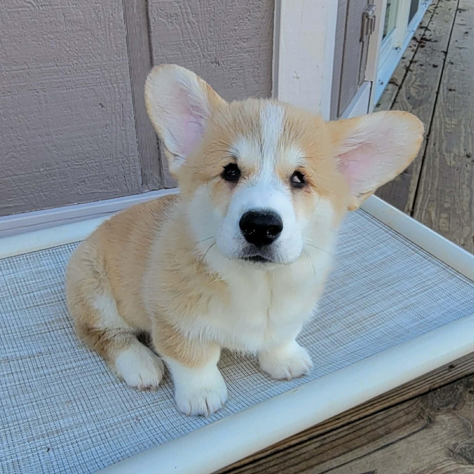 Stevie Wonder, adopted, Puppy Male Pembroke Welsh Corgi.