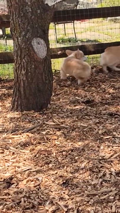 Enlarge Stevie Wonder, an adopted Pembroke Welsh Corgi in High Point, NC video 5/5