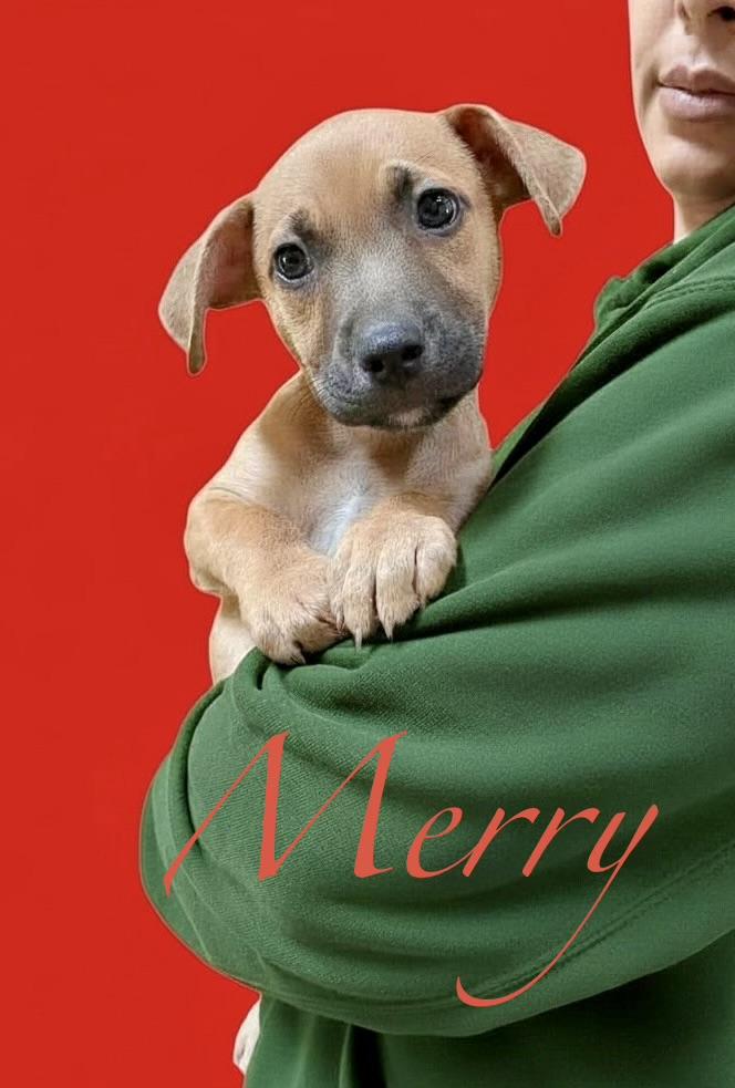 Merry , ADOPTABLE, Puppy Male Terrier.