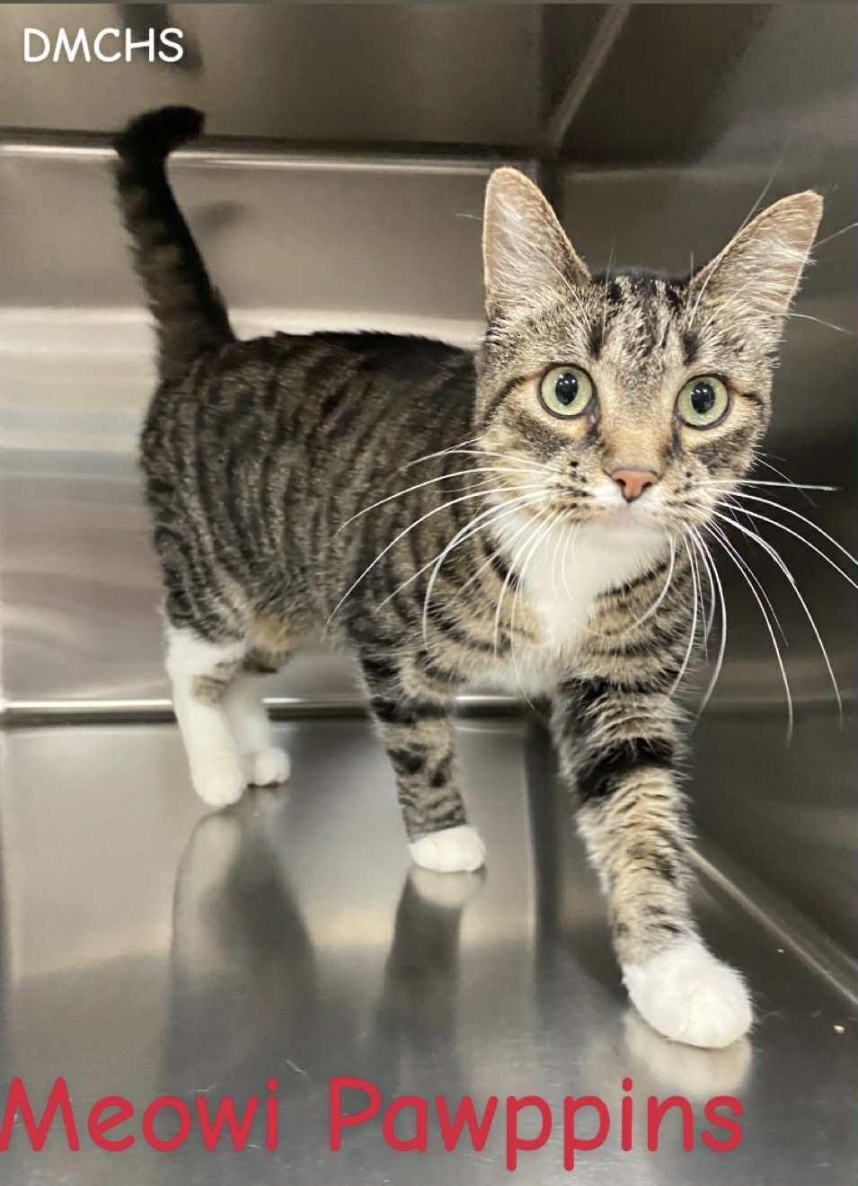 Enlarge Meowi Pawppins, a Adoptable Domestic Short Hair in Burlington, IA image 1/2
