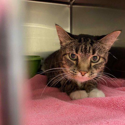Meowi Pawppins, Adoptable, Young Female Domestic Short Hair.
