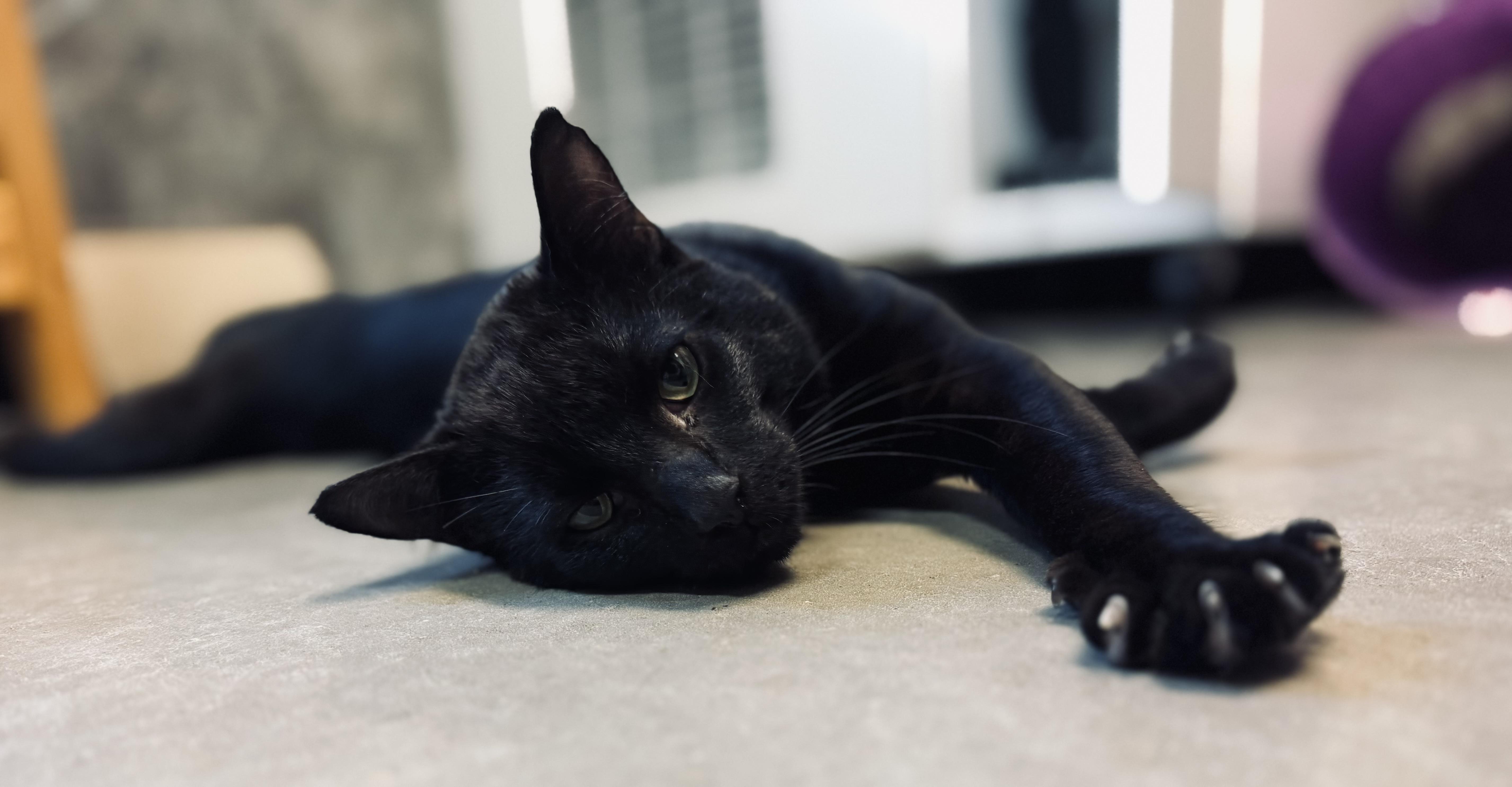 Enlarge Derby, a Adoptable Domestic Short Hair in Tomah, WI image 4/4