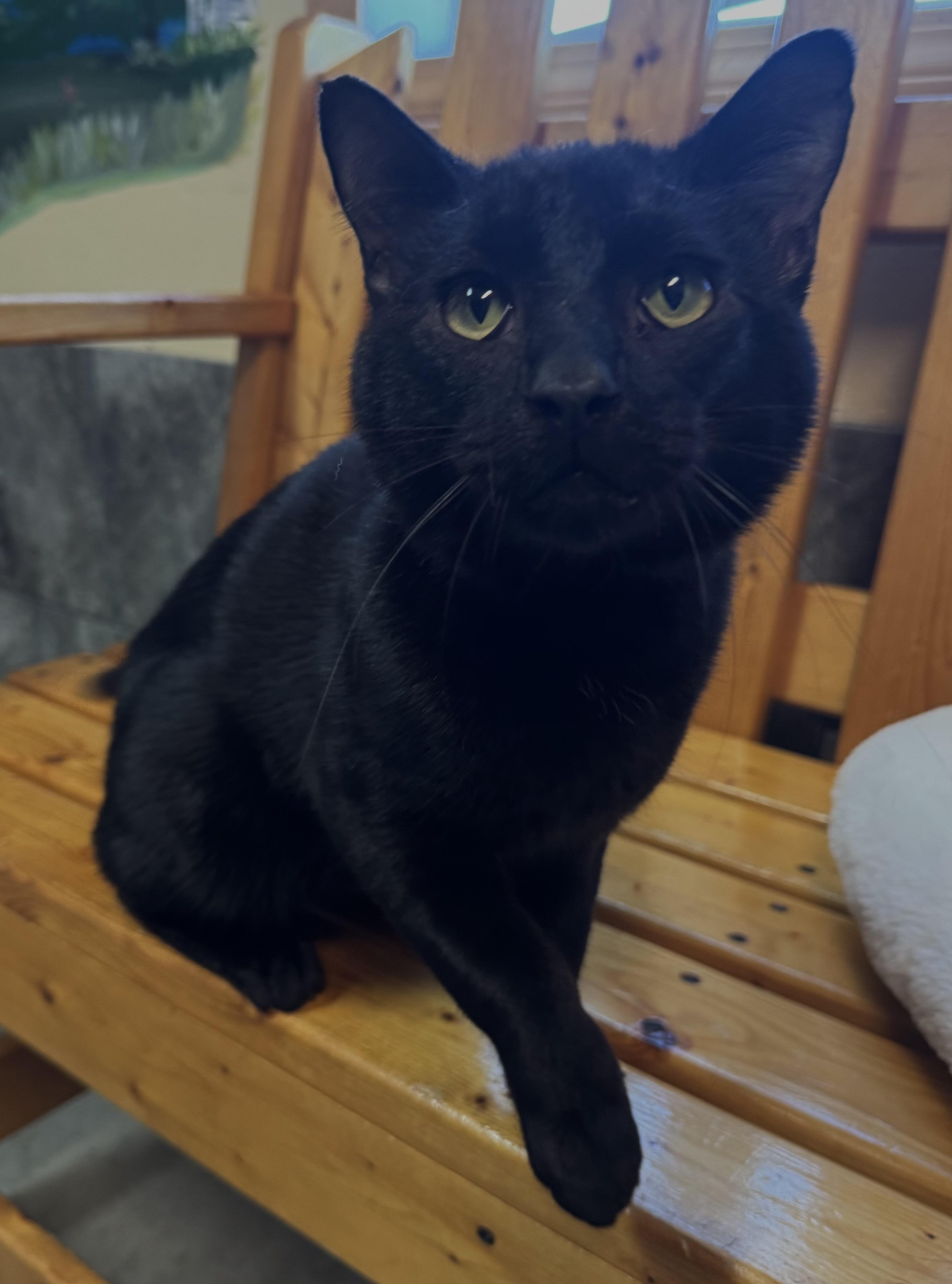 Enlarge Derby, a Adoptable Domestic Short Hair in Tomah, WI image 3/4