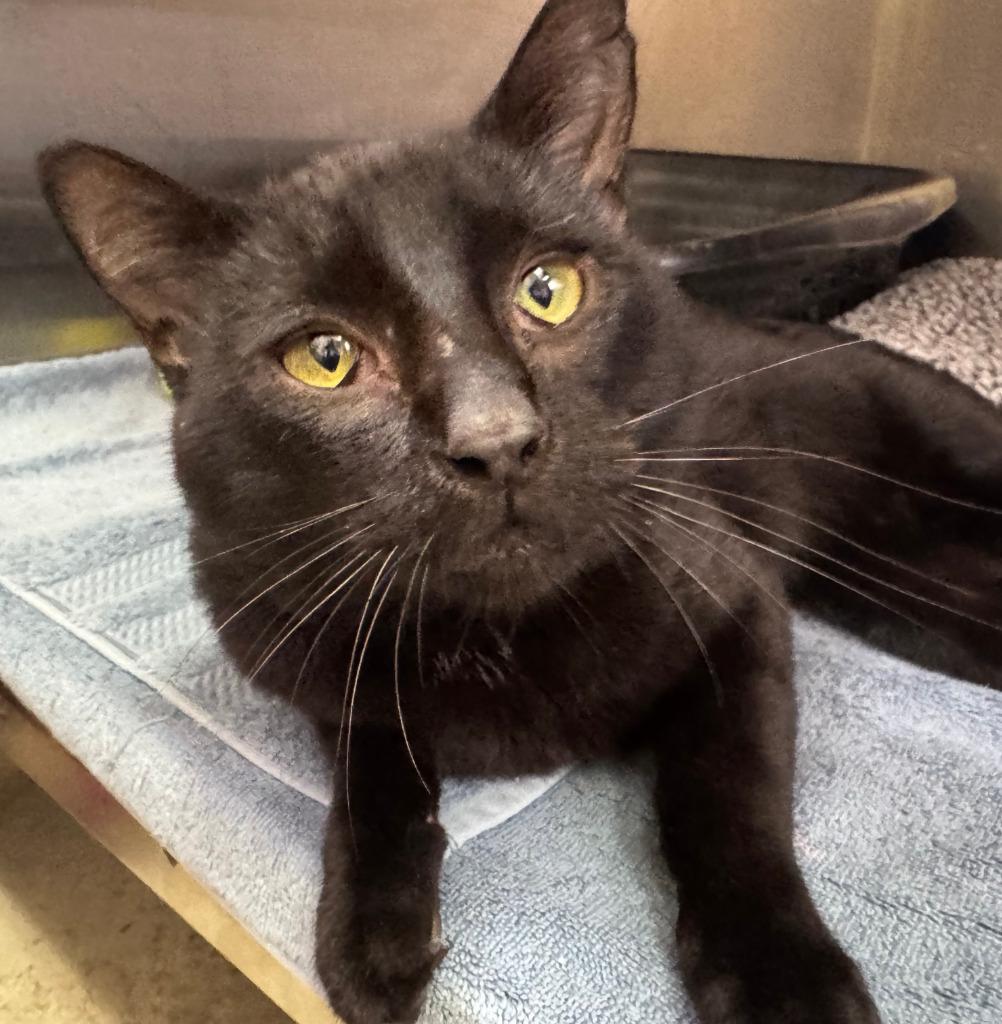 Enlarge Derby, a Adoptable Domestic Short Hair in Tomah, WI image 2/4