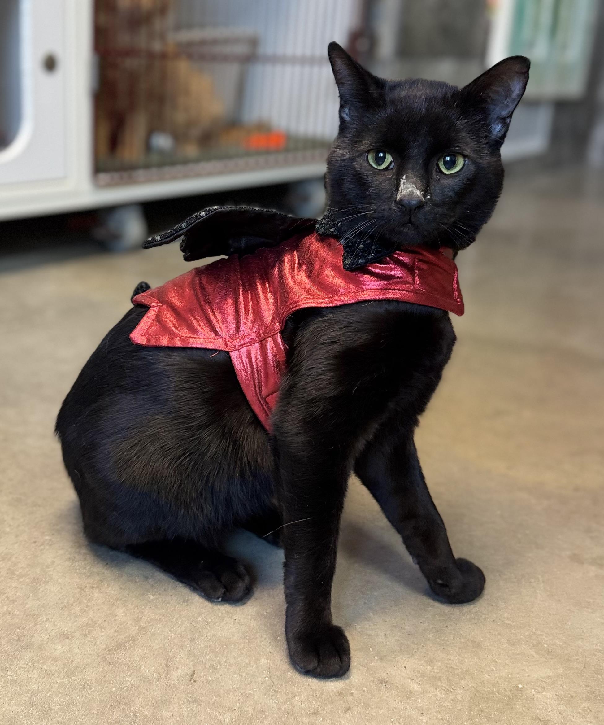Enlarge Derby, a Adoptable Domestic Short Hair in Tomah, WI image 1/4