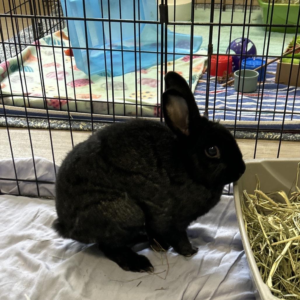 Henry, Adoptable, Senior Male Havana.