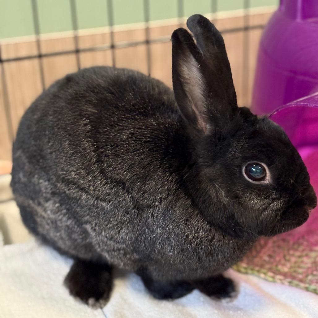 Enlarge Henry, a Adoptable Havana in Bedford, NH image 2/3