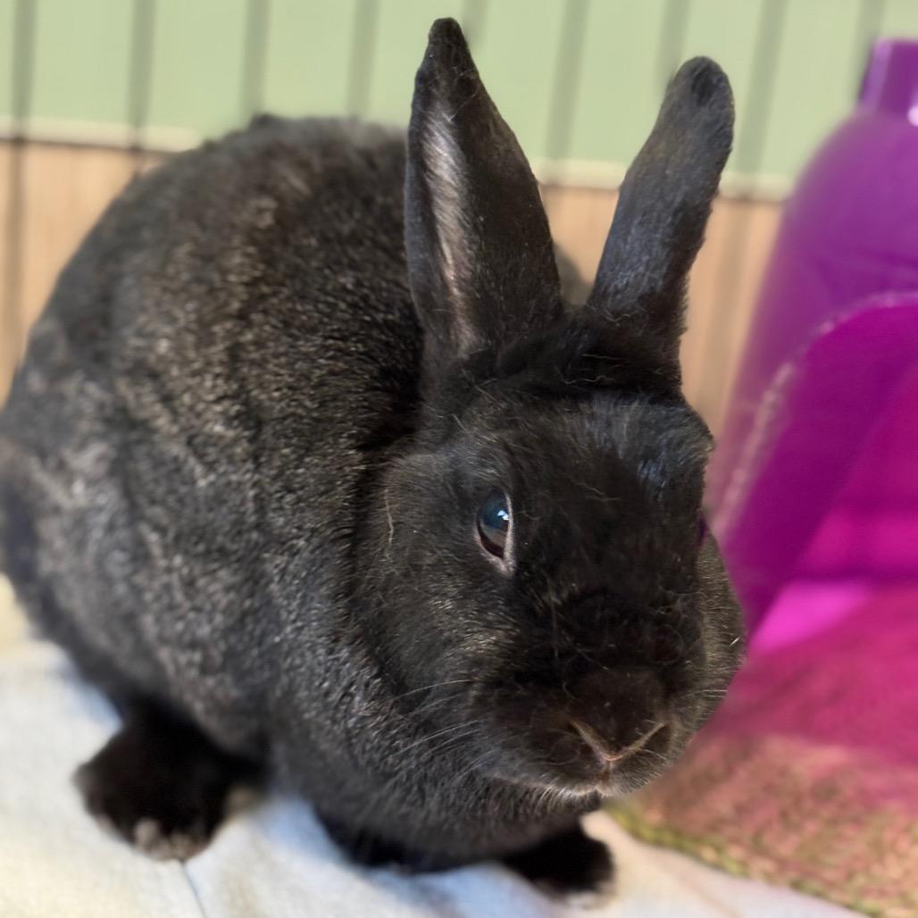 Enlarge Henry, a Adoptable Havana in Bedford, NH image 3/3