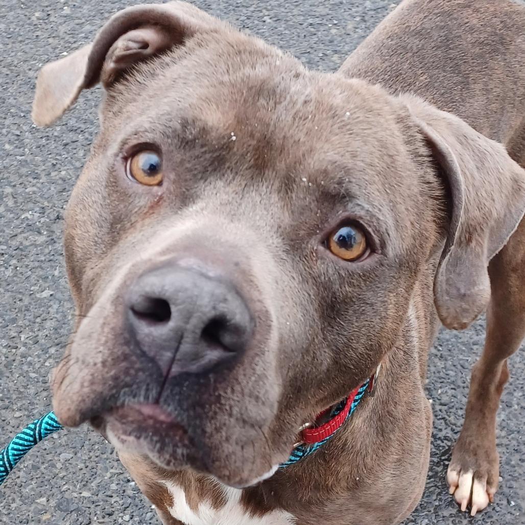 Champ, Adoptable, Adult Male Pit Bull Terrier.