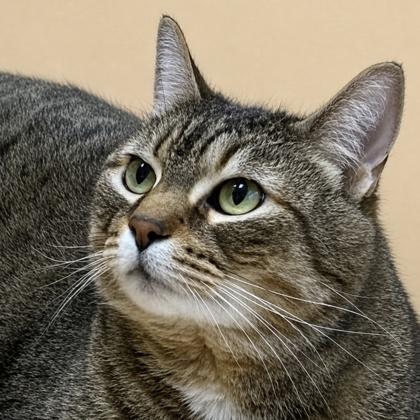 Enlarge Peekaboo, a Adoptable mixed breed in Burlington, WA image 1/3