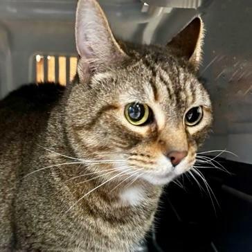 Enlarge Peekaboo, a Adoptable mixed breed in Burlington, WA image 1/3