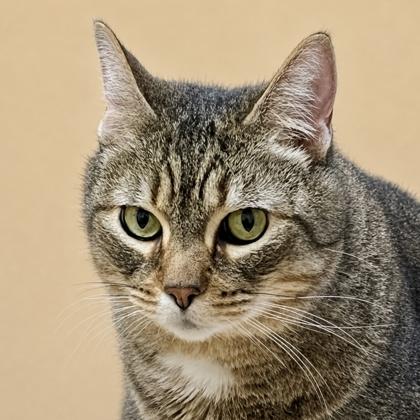 Enlarge Peekaboo, a Adoptable mixed breed in Burlington, WA image 2/3