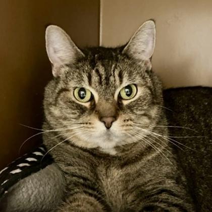 Enlarge Peekaboo, a Adoptable mixed breed in Burlington, WA image 2/3