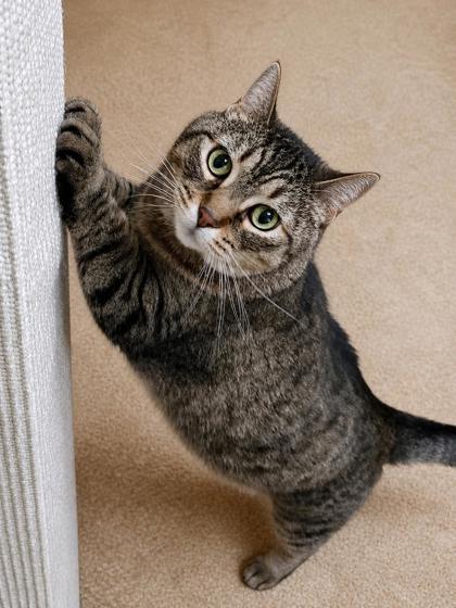 Enlarge Peekaboo, a Adoptable mixed breed in Burlington, WA image 3/3