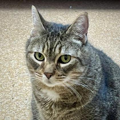 Enlarge Peekaboo, a Adoptable mixed breed in Burlington, WA image 3/3