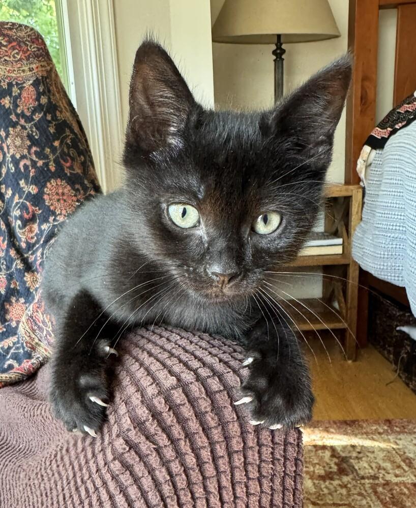 Jalapeno, Adoptable, Kitten Male Domestic Short Hair.