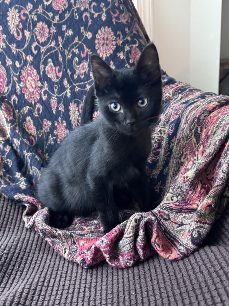 Jalapeno, a Adoptable Domestic Short Hair in Greenbelt, MD image 2/6