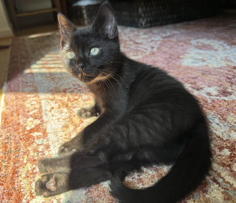Jalapeno, a Adoptable Domestic Short Hair in Greenbelt, MD image 3/6