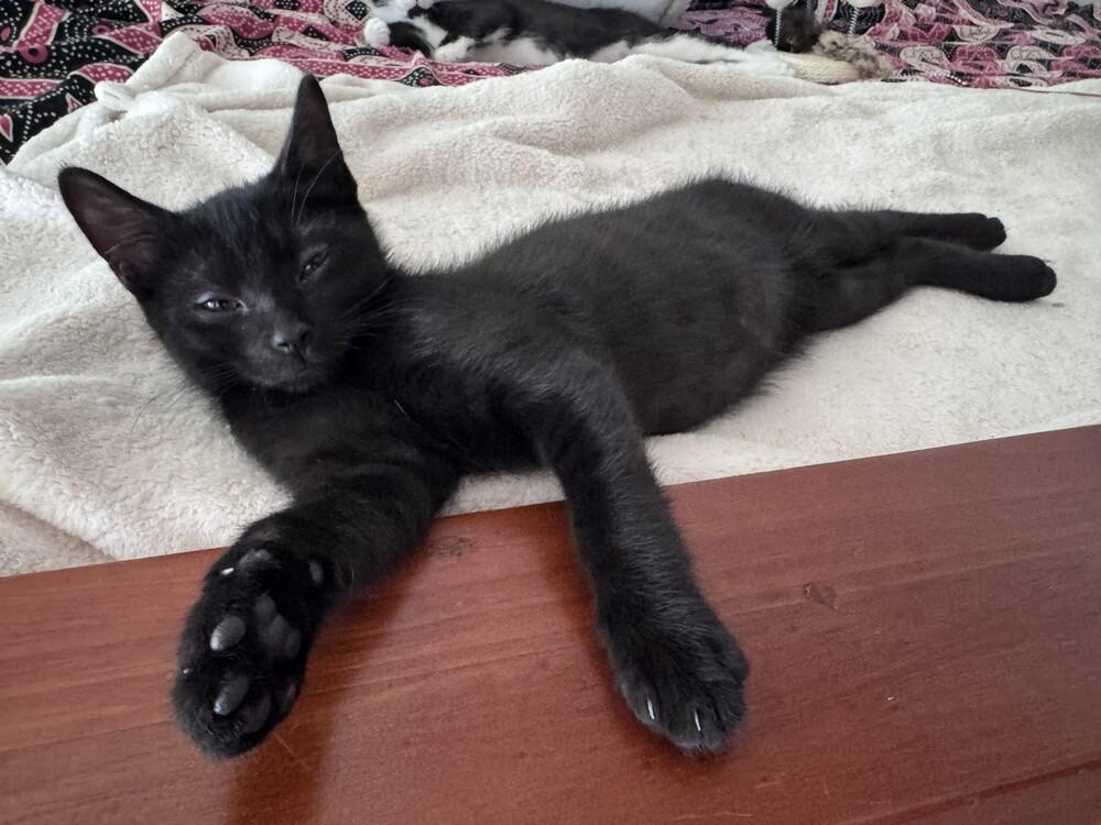 Jalapeno, a Adoptable Domestic Short Hair in Greenbelt, MD image 5/6