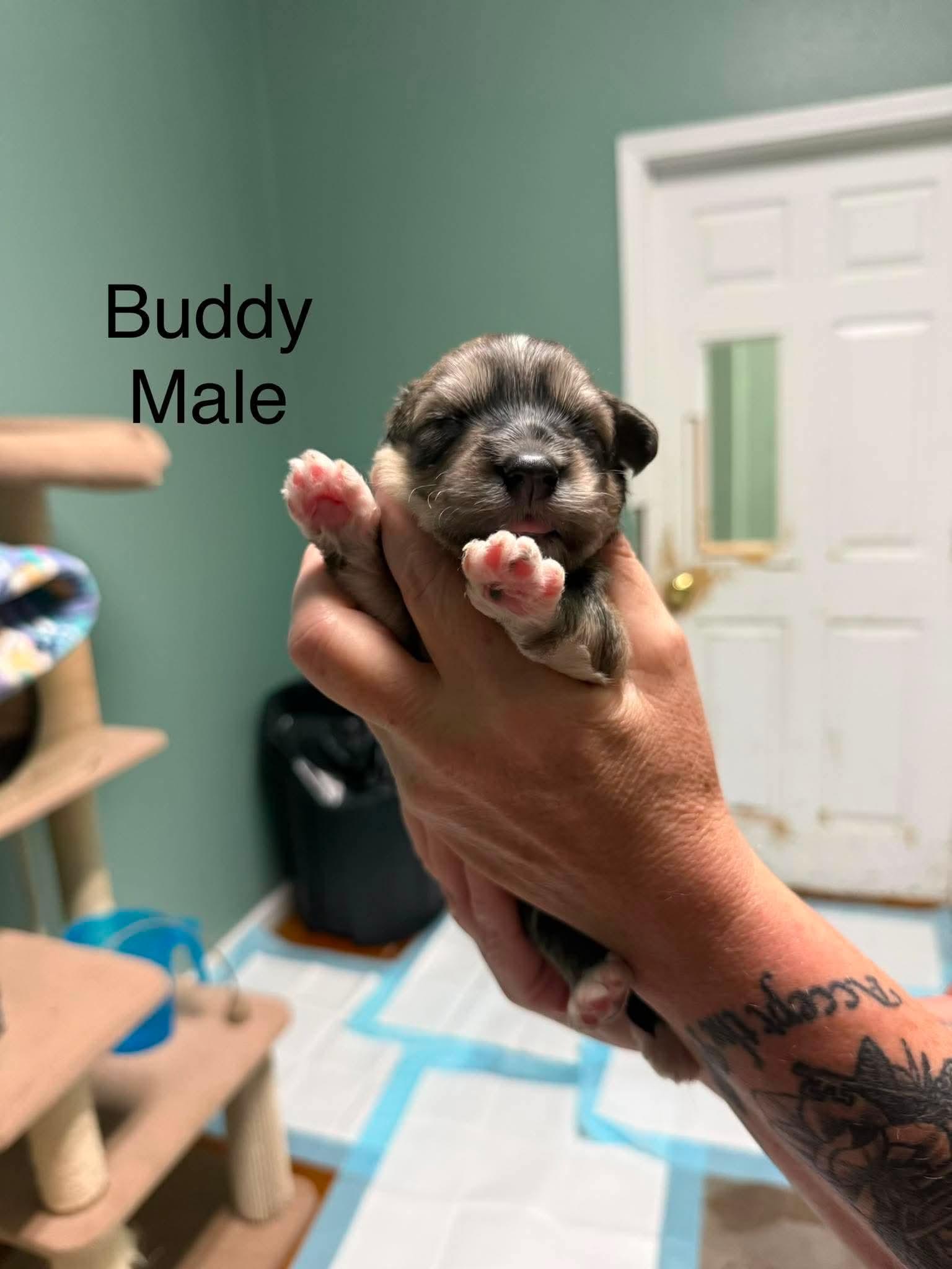 Buddy, ADOPTABLE, Puppy Male Corgi.