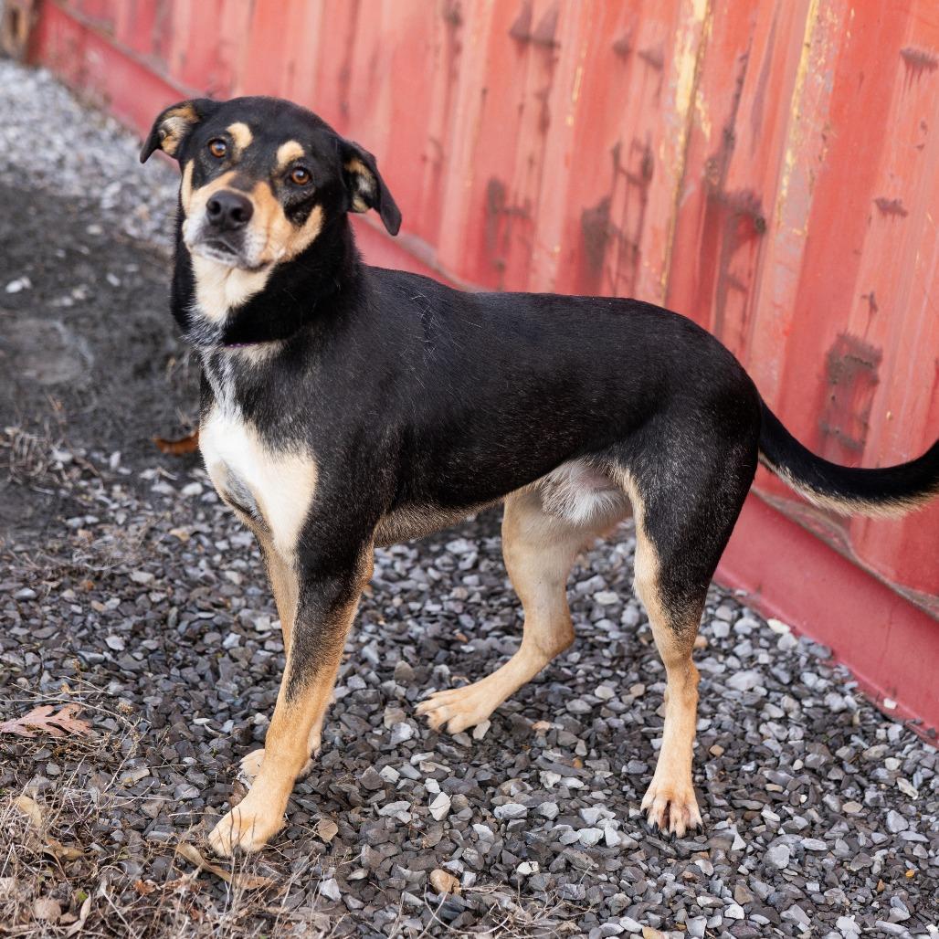 Bandit, a ADOPTABLE Mixed Breed in Cape Girardeau, MO image 2/3