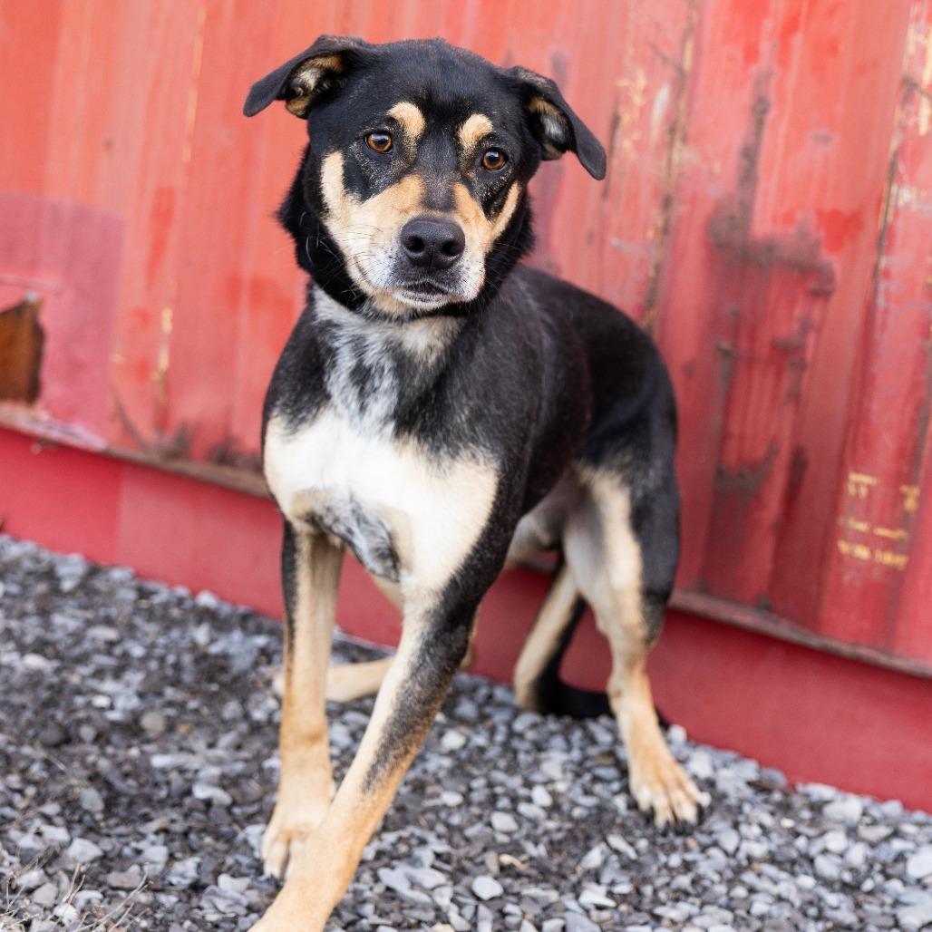 Bandit, ADOPTABLE, Adult Male Mixed Breed.