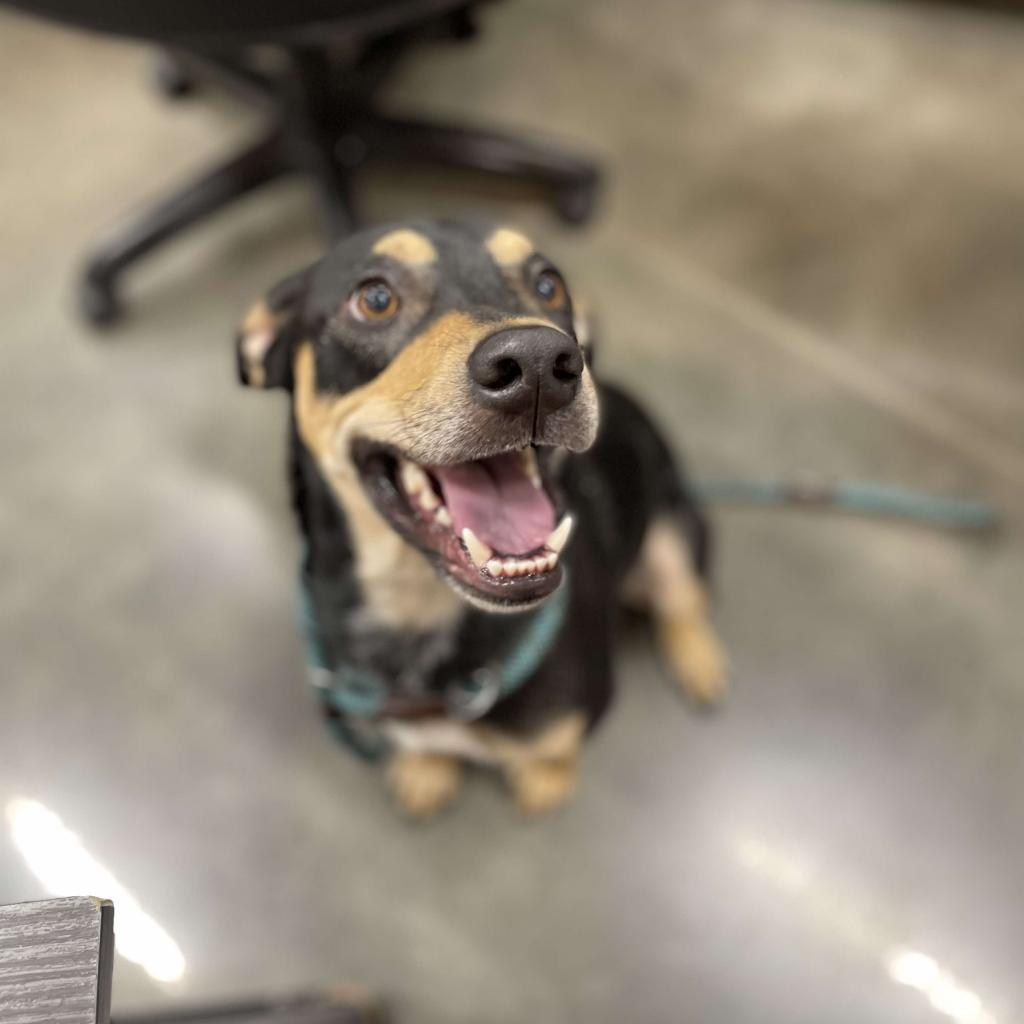 Bandit, a ADOPTABLE Mixed Breed in Cape Girardeau, MO image 3/3