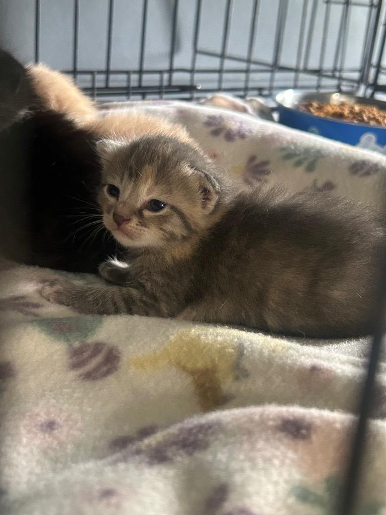 Glaceon, Adopted, Kitten Female Domestic Short Hair.