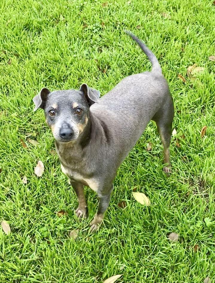 Jerry, Adoptable, Adult Male Miniature Pinscher.