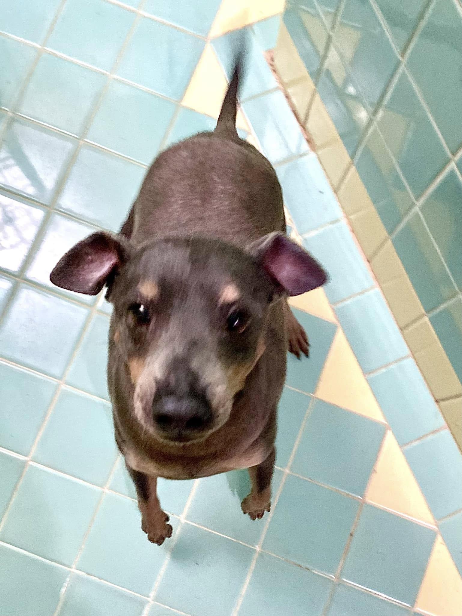 Jerry, Adoptable, Adult Male Miniature Pinscher.